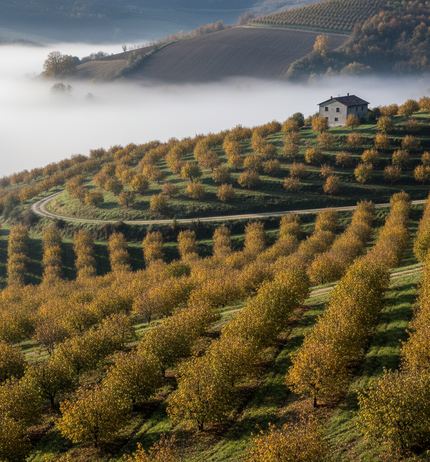 Rows of gold-leaved orchard trees on a steep hillside, a pale track curving across it, a stone farmhouse above fog filling the valley